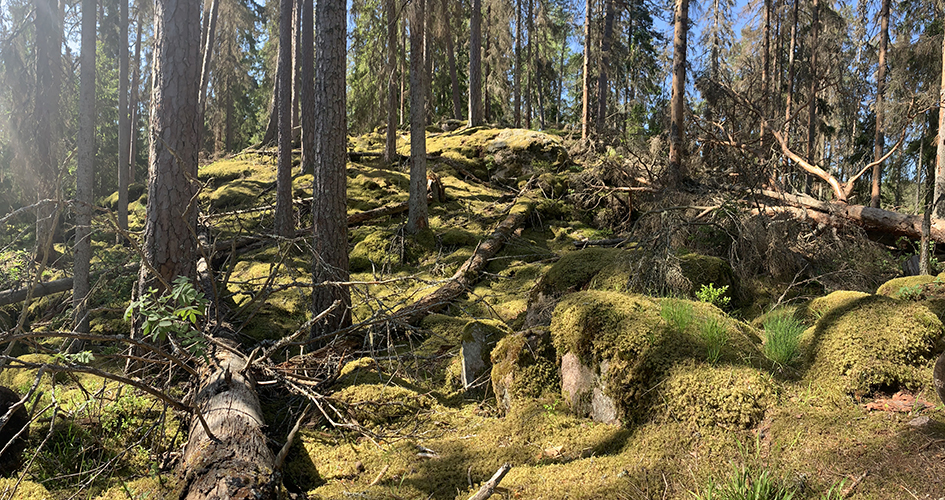 skogshöjd med mossbeklädda stenar