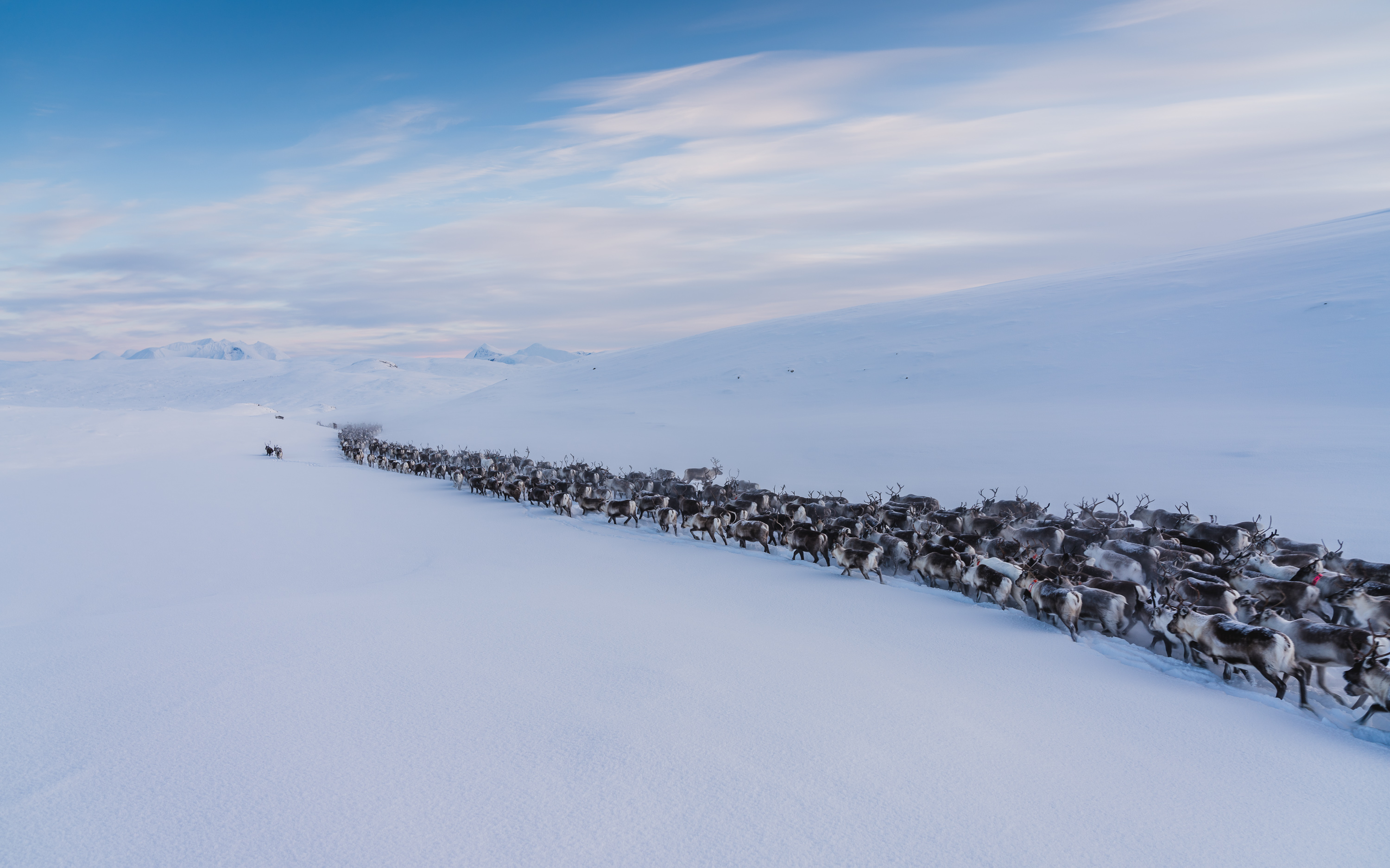 Reindeer herd during migration in a beautiful snow landscape.