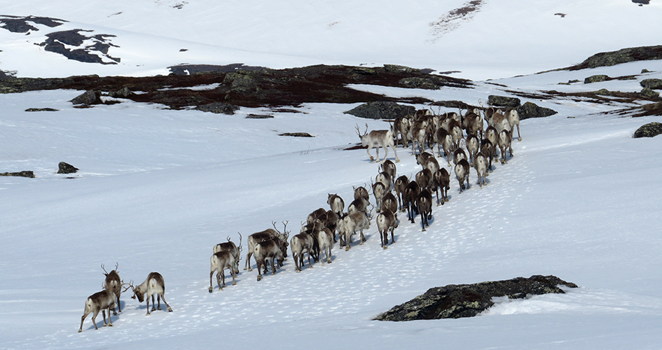 Renar som vandrar på led upp för snö i Njåtjosvágge. De sista renarna i ledet stångar varandra med hornen.