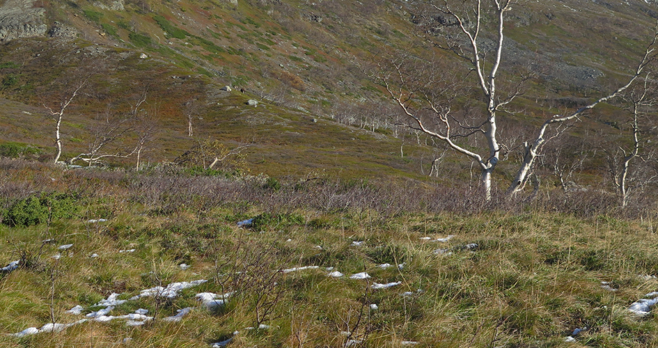 Renvall, sluttning med lite snö och berg bakom mot grå himmel.