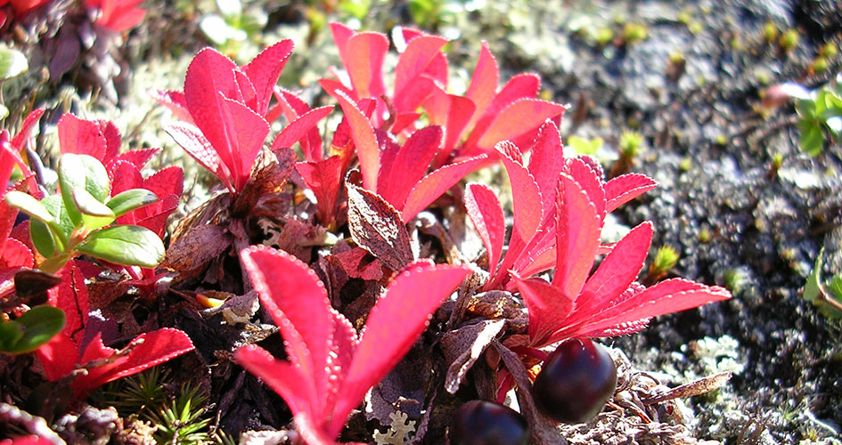 Rosa blad på Ripbär.