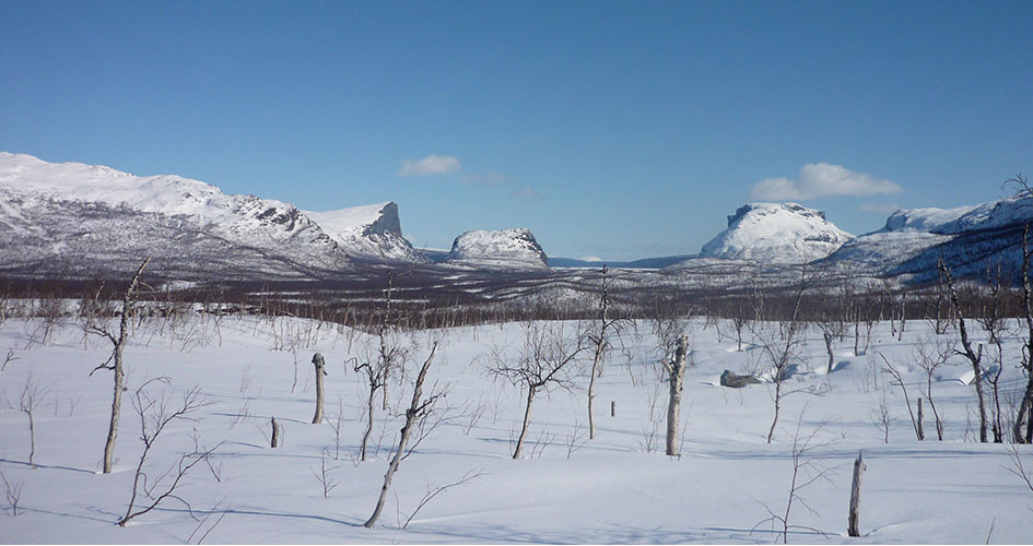 Vy över snöbeklätt landskap i vårvintern. I förgrunden små kala björkar som sticker upp ur snön, i bakgrunden fjäll mot klarblå himmel. Skierffe och Nammásj, Sarek Nationalpark.