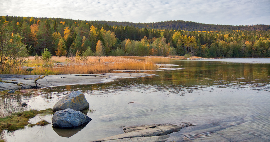 Water and forest during autumn.