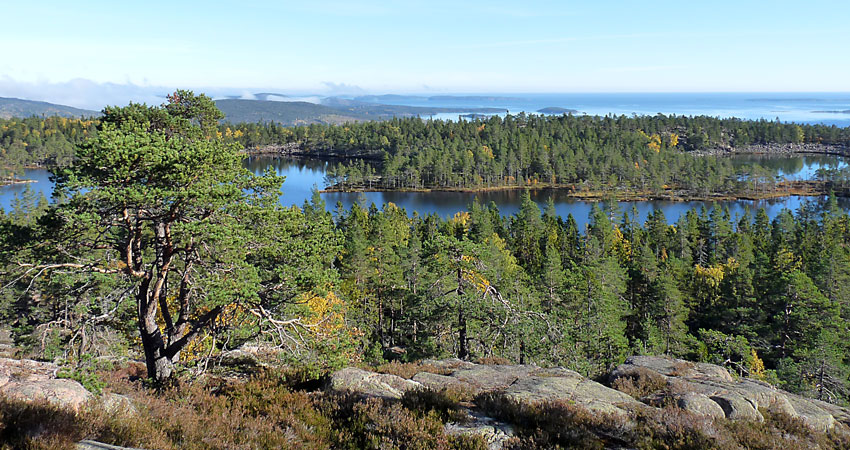 Utsikt över berg, skog och hav. Himlen är klarblå.