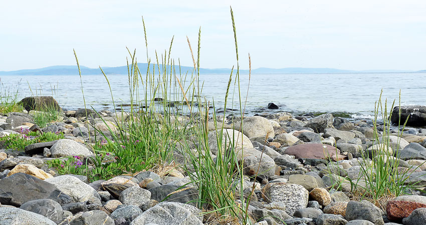 Stenig strandkant med havet framför.
