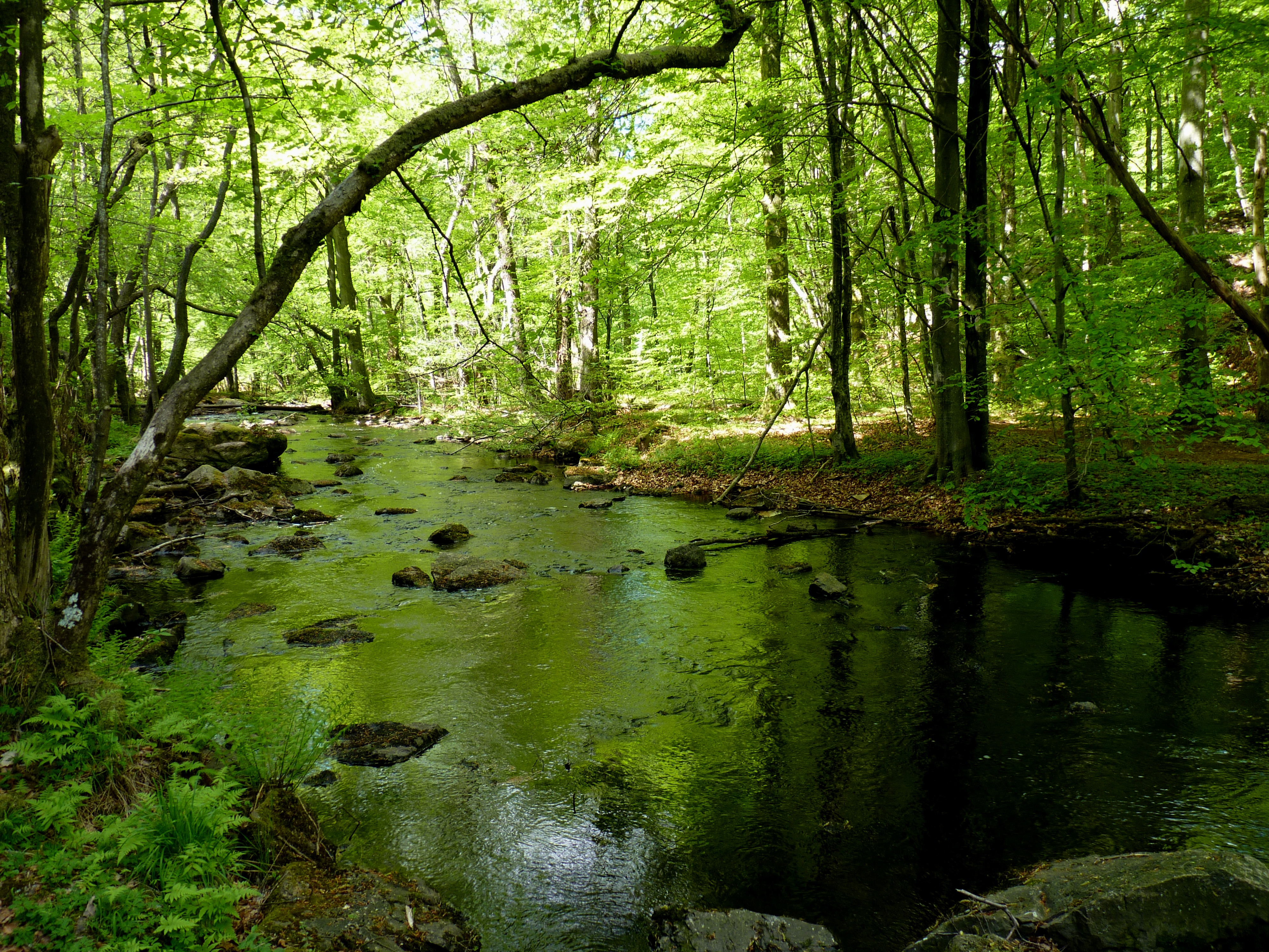 Skärån i sprickdalen rinner genom sommargrön skog 