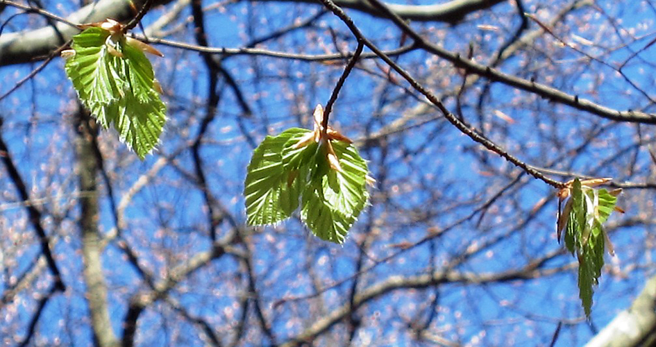 close up on newly sprung beech leaves