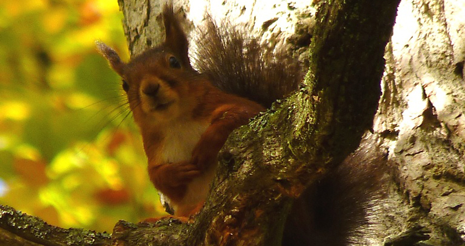 red squirrel in a tree