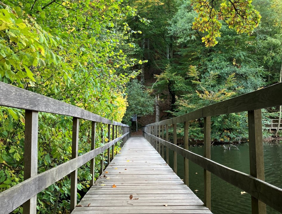 träbro med räcken på vardera sida samt vatten till höger och grönska till vänster