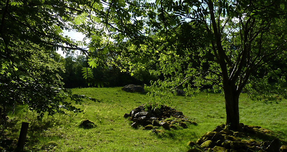 Odlingsröse, stenhögar i en glänta.