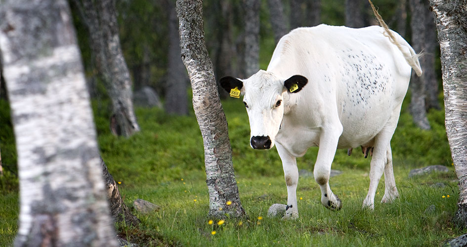 En vit fjällko går mellan träd på grönbete.