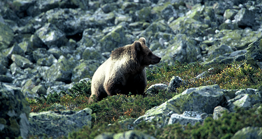 En brunbjörn står och vädrar i en klippslänt.