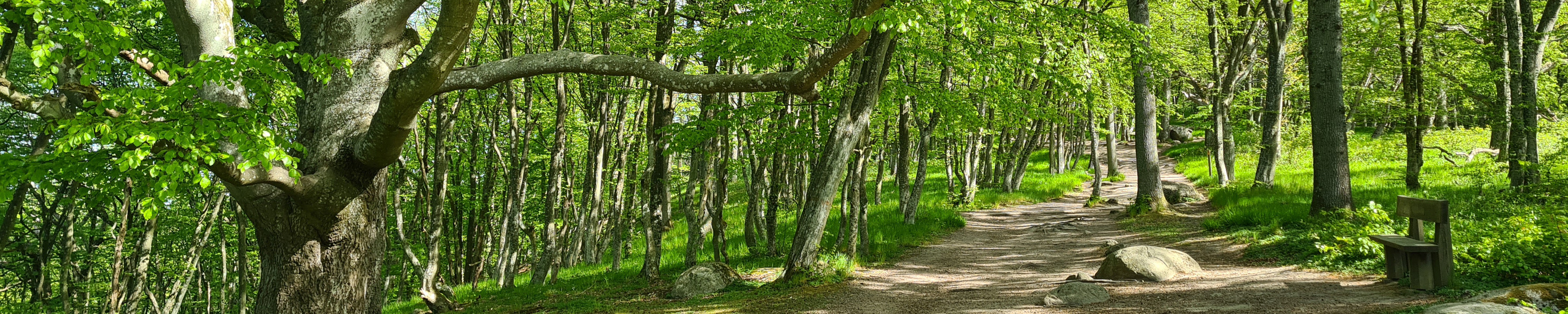 Skogsstig i lövskog