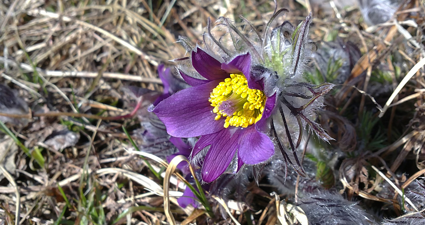 Närbild på en lila backsippa. I klockan har den många gula pistiller och bladen är klädda med hår så att den ser lite ullig ut.