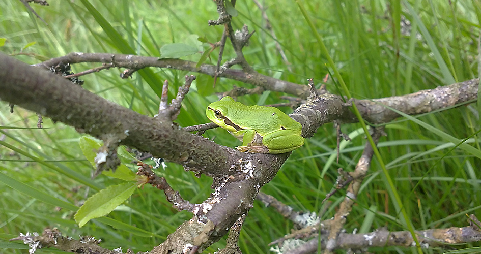 En lövgroda sitter på en gren.