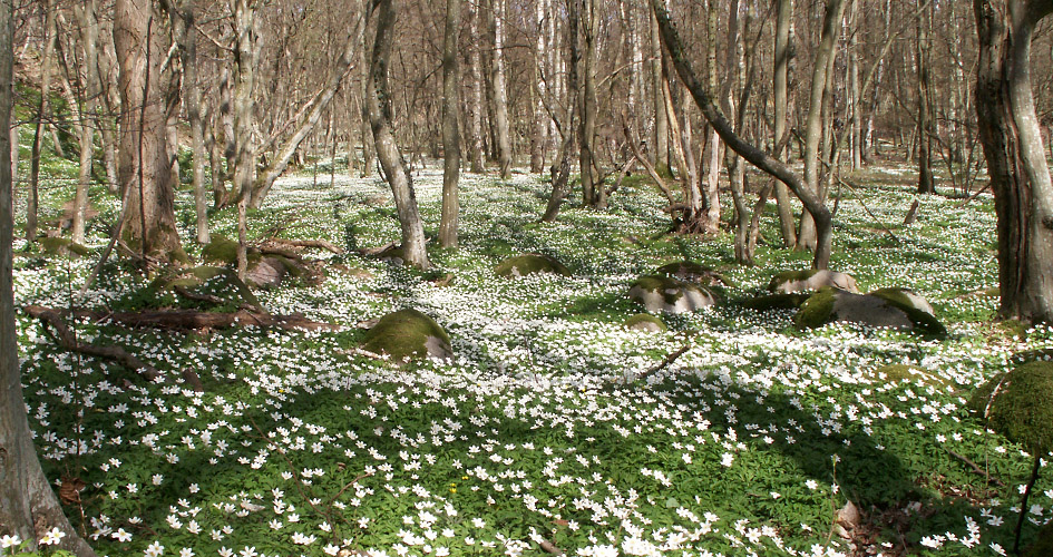 Den kala vårskogen står i ett hav av blommande vitsippor.