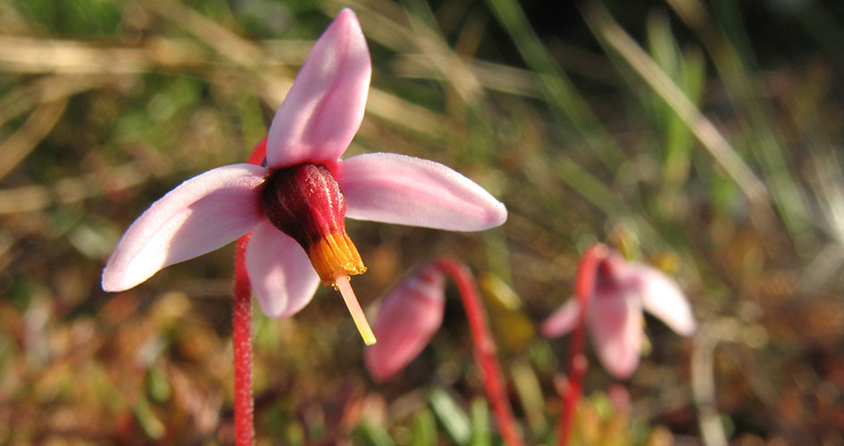 Tranbärsblom, närbild av rosa blomma.