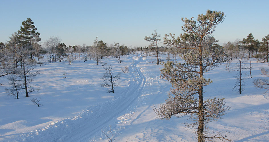 Skidspår i snön omgivet av små tallar