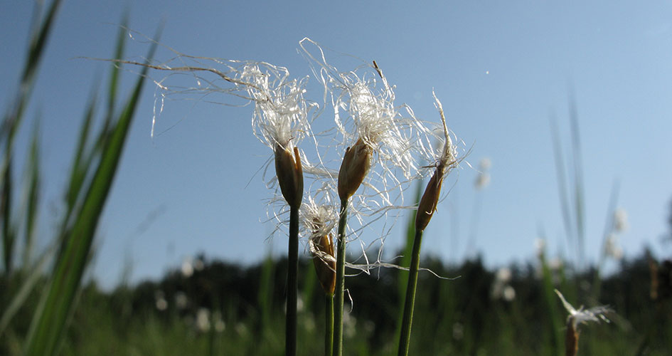 Snipor, ulliga vita växter i solskenet