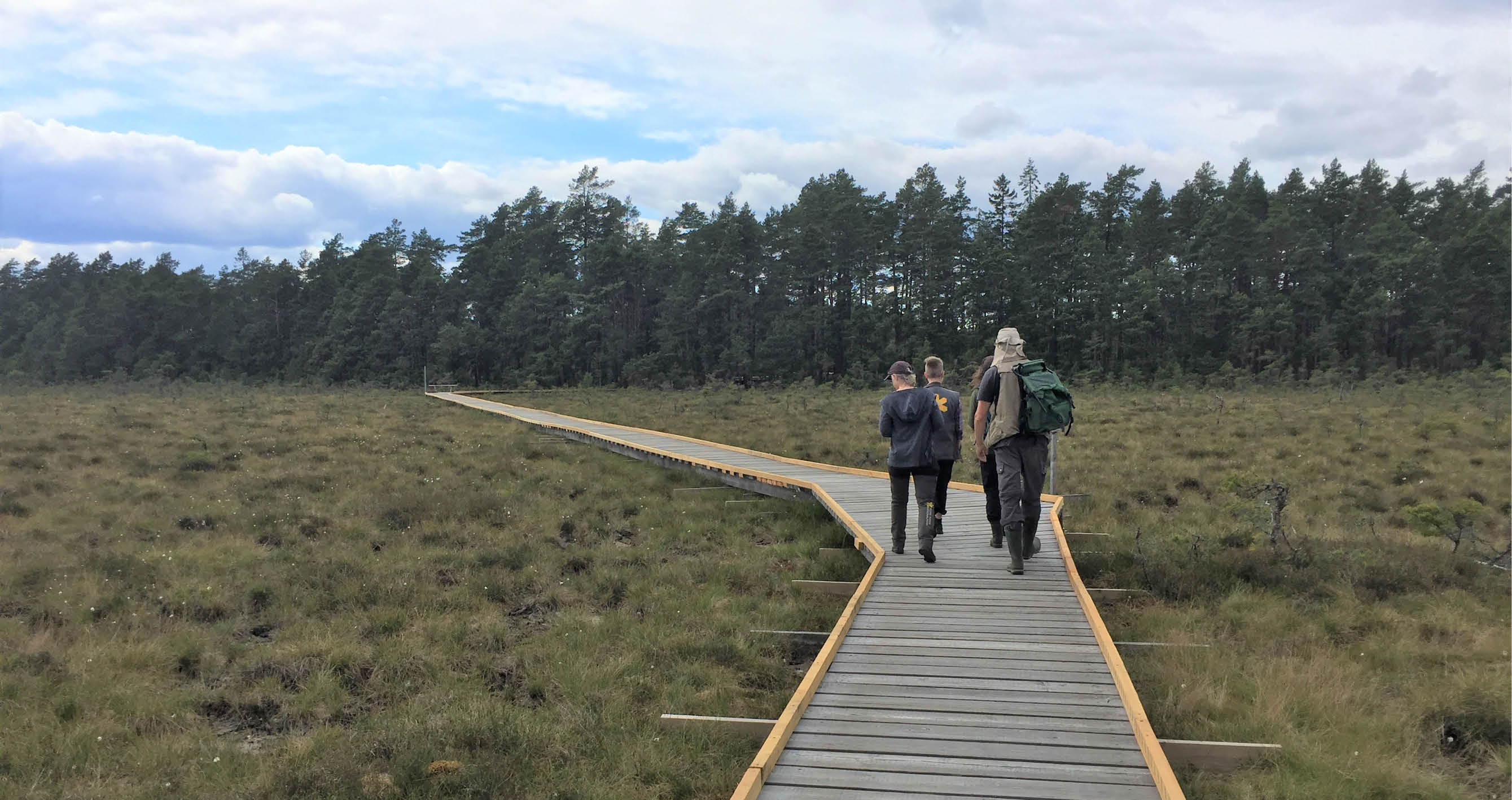 Personer som vandrar på en bred spång på en mosse.