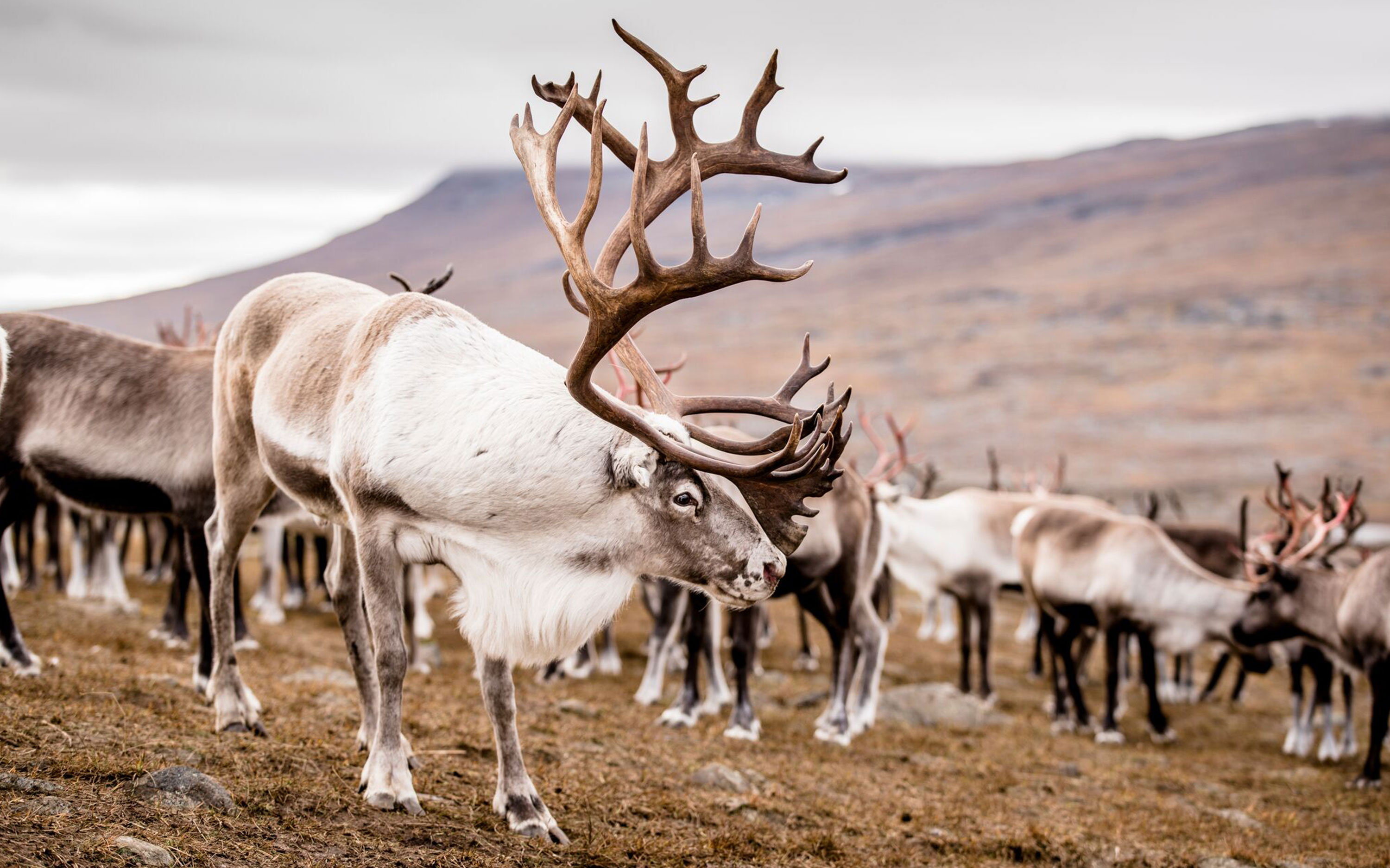 A reindeer bull i rut in the corral Boalnutjåhkkå.