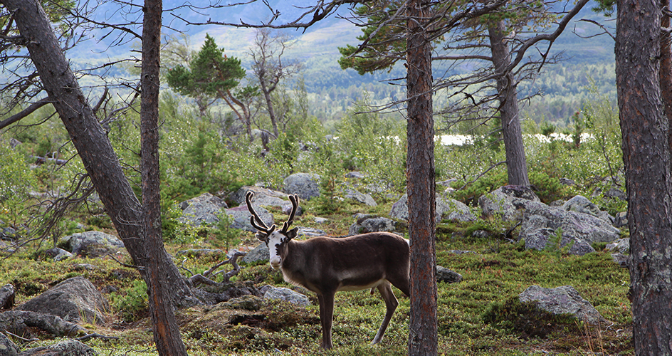 En ren i skogen med fjall i bakgrunden