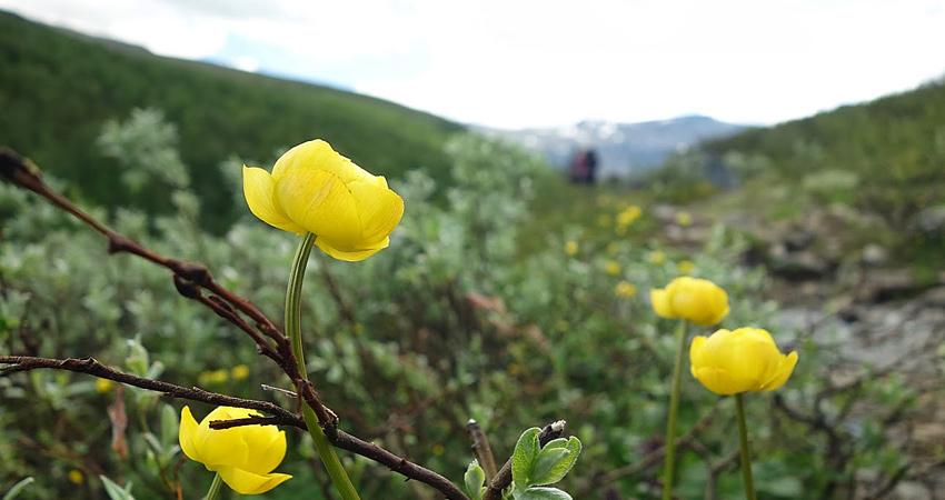 Närbild av gula blommor, smörbollar. I bakgrunden, grå himmel och konturer av fjäll.