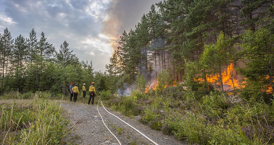 Bränning i skog pågår och övervakas av människor med brandslang