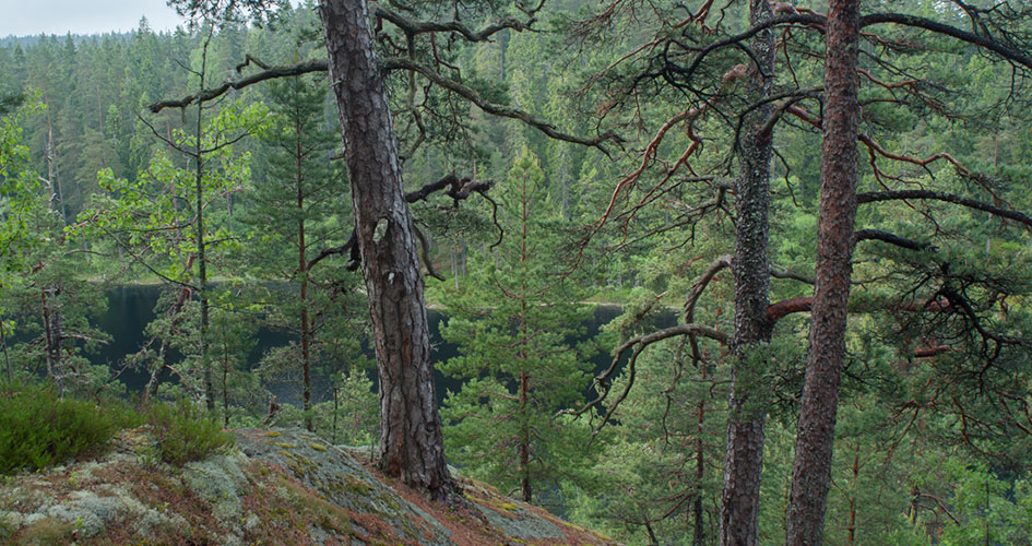 Tallar på en klipphäll vid en sjö.