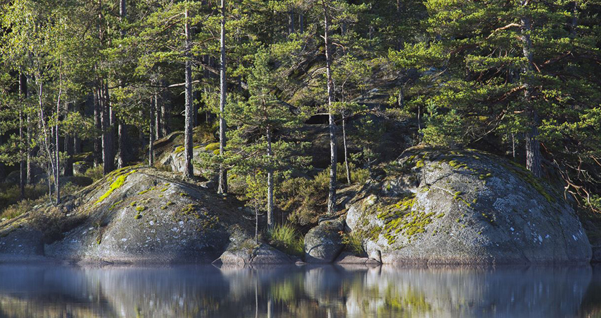 Hällmarkstallskog vid stilla skogssjö.