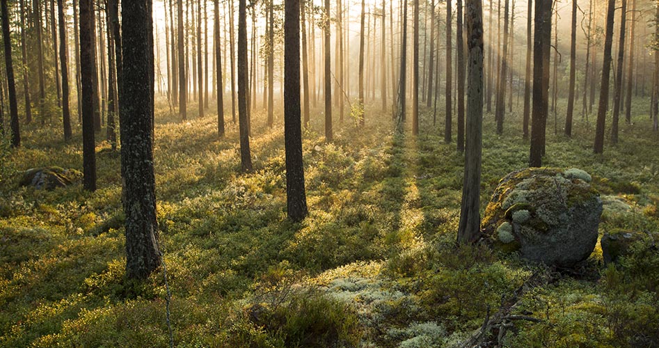 Trolskt strömmar morgonsolens strålar mellan trädstammarna.