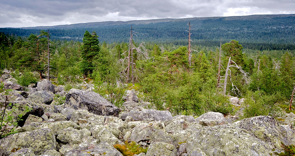 Landskapsvy över blockterräng, skog berg och himmel.