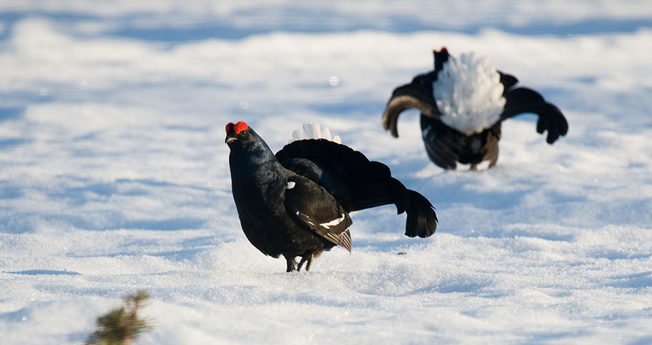 Två orrar utför sitt orrspel i den vita snön.