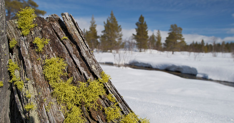 Närbild på varglav.