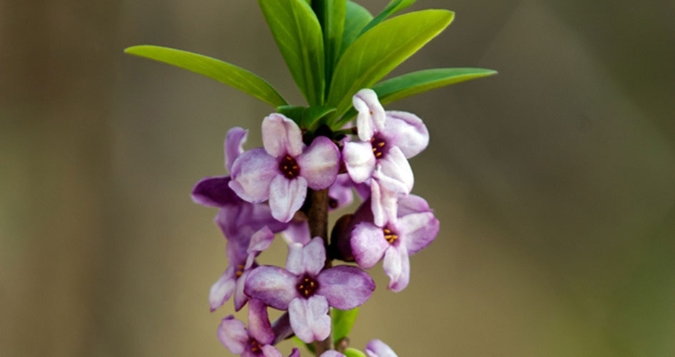 Närbild på ljuslila blommor (Tibast).