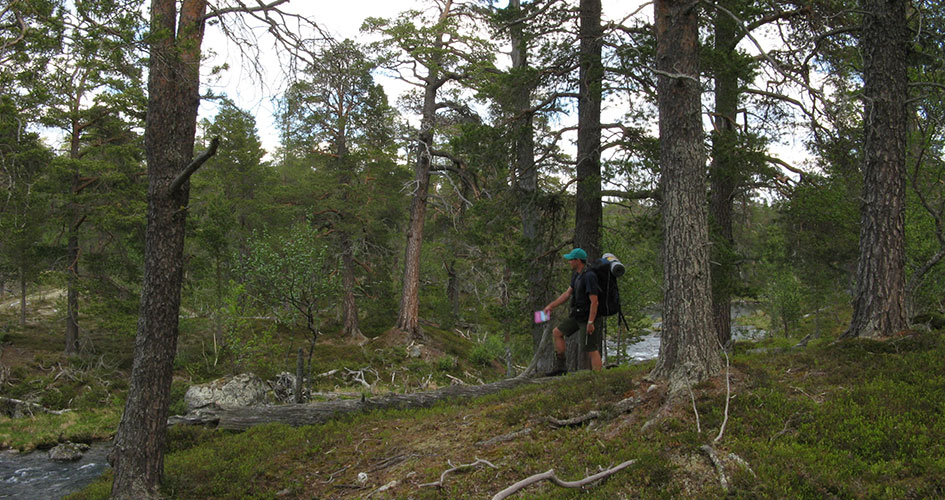 En vandrare i skogen.