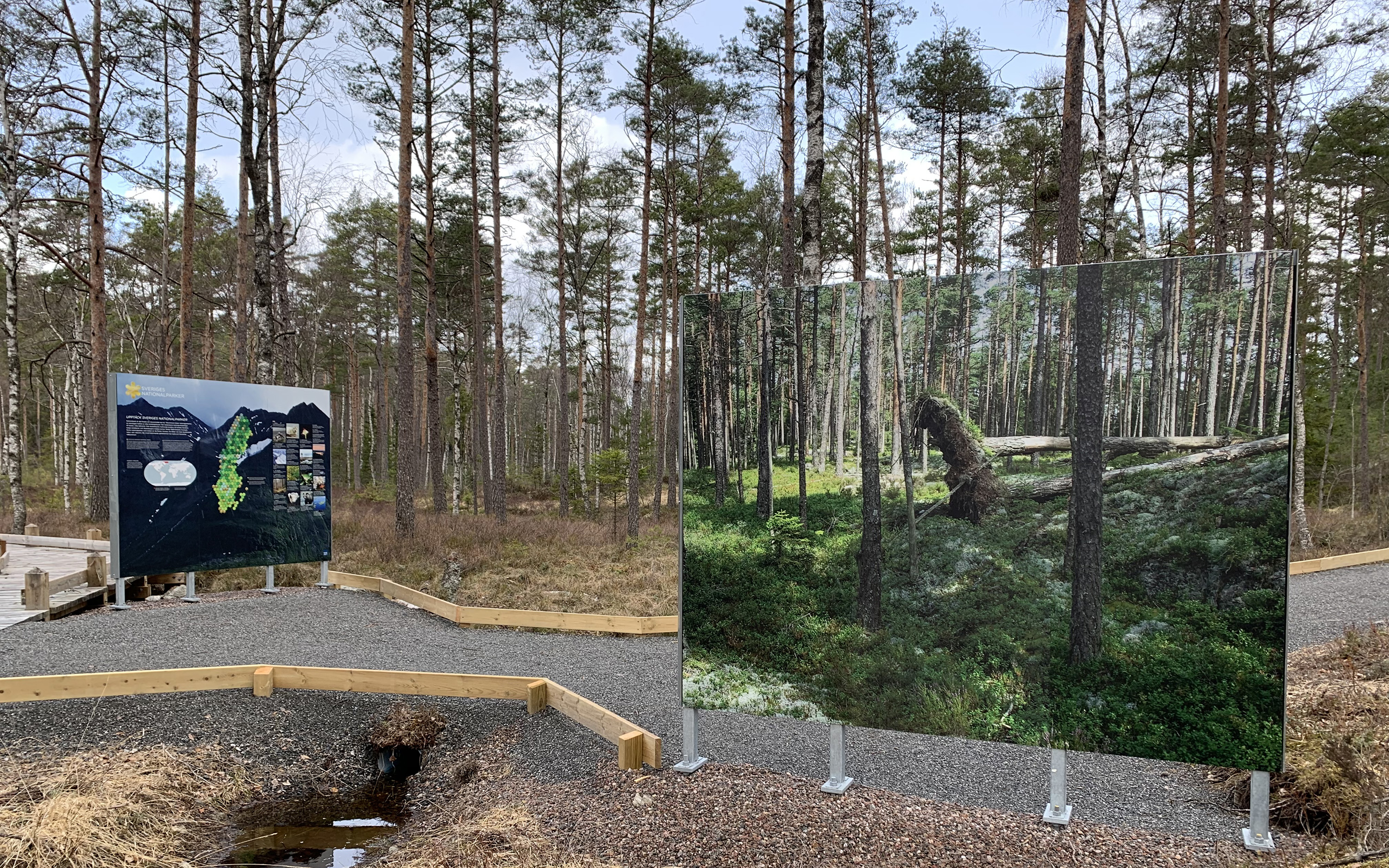 Tavlor av skog på en grusad gång i skogen.