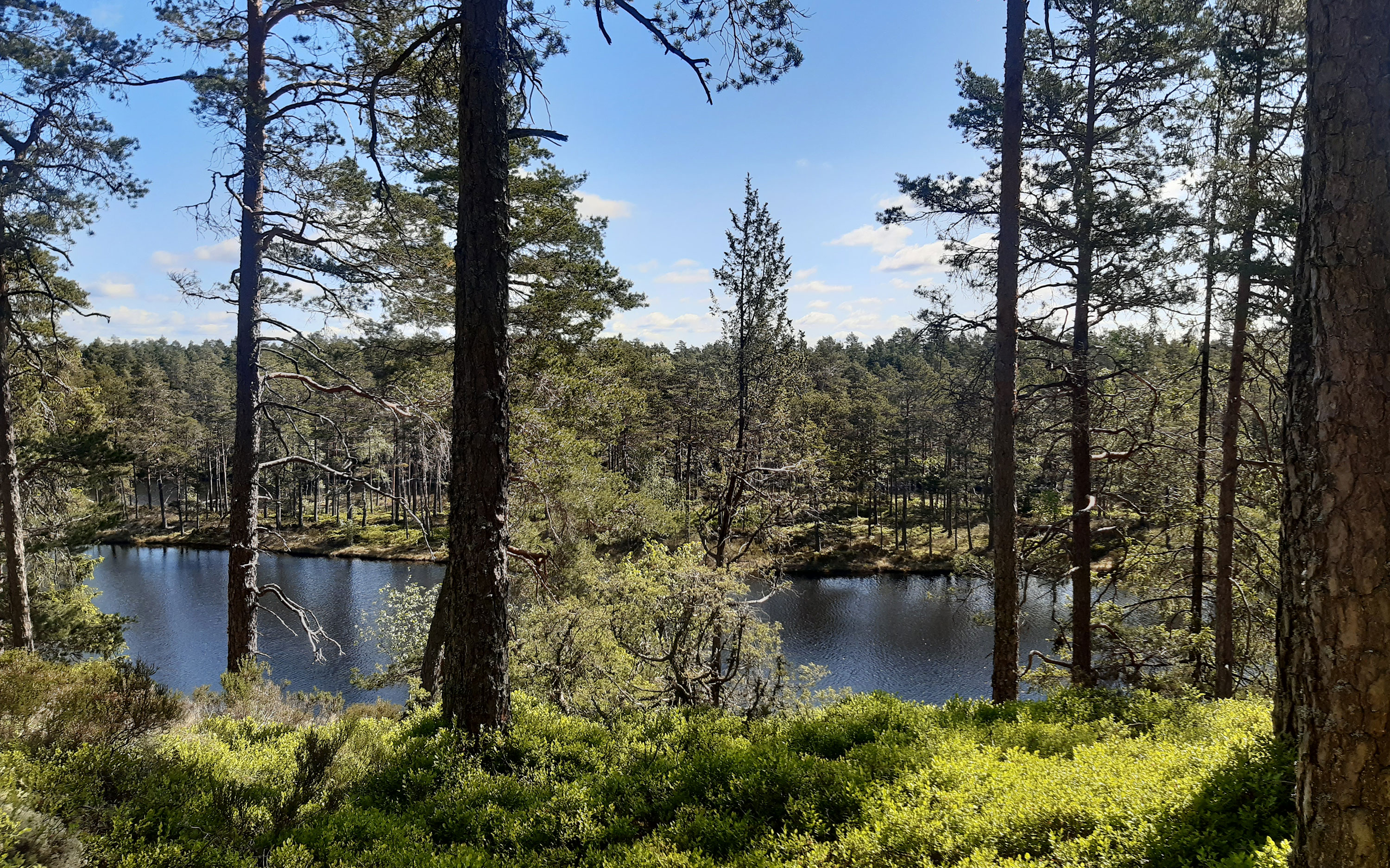 Utsikt över sjö i Tresticklans nationalpark. 