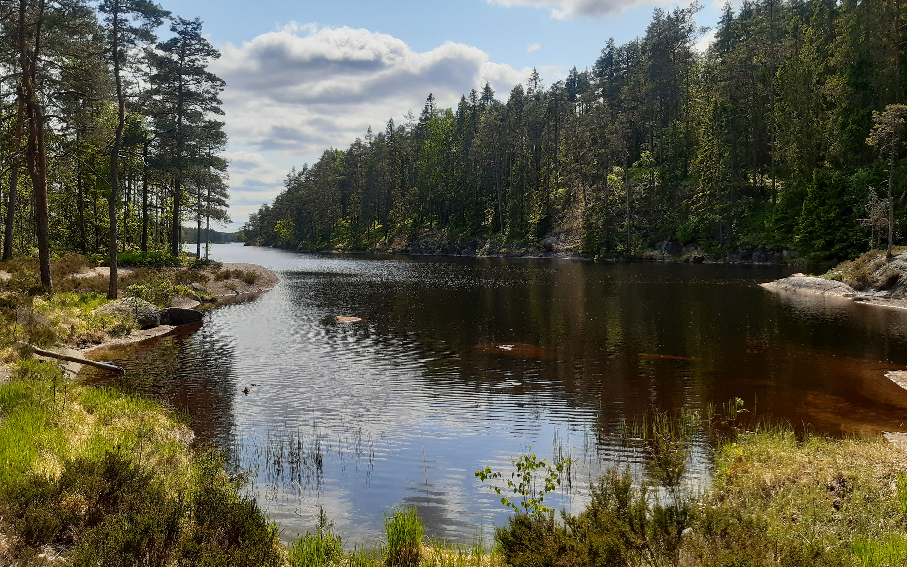 Utsikt över sjö i Tresticklans nationalpark. 
