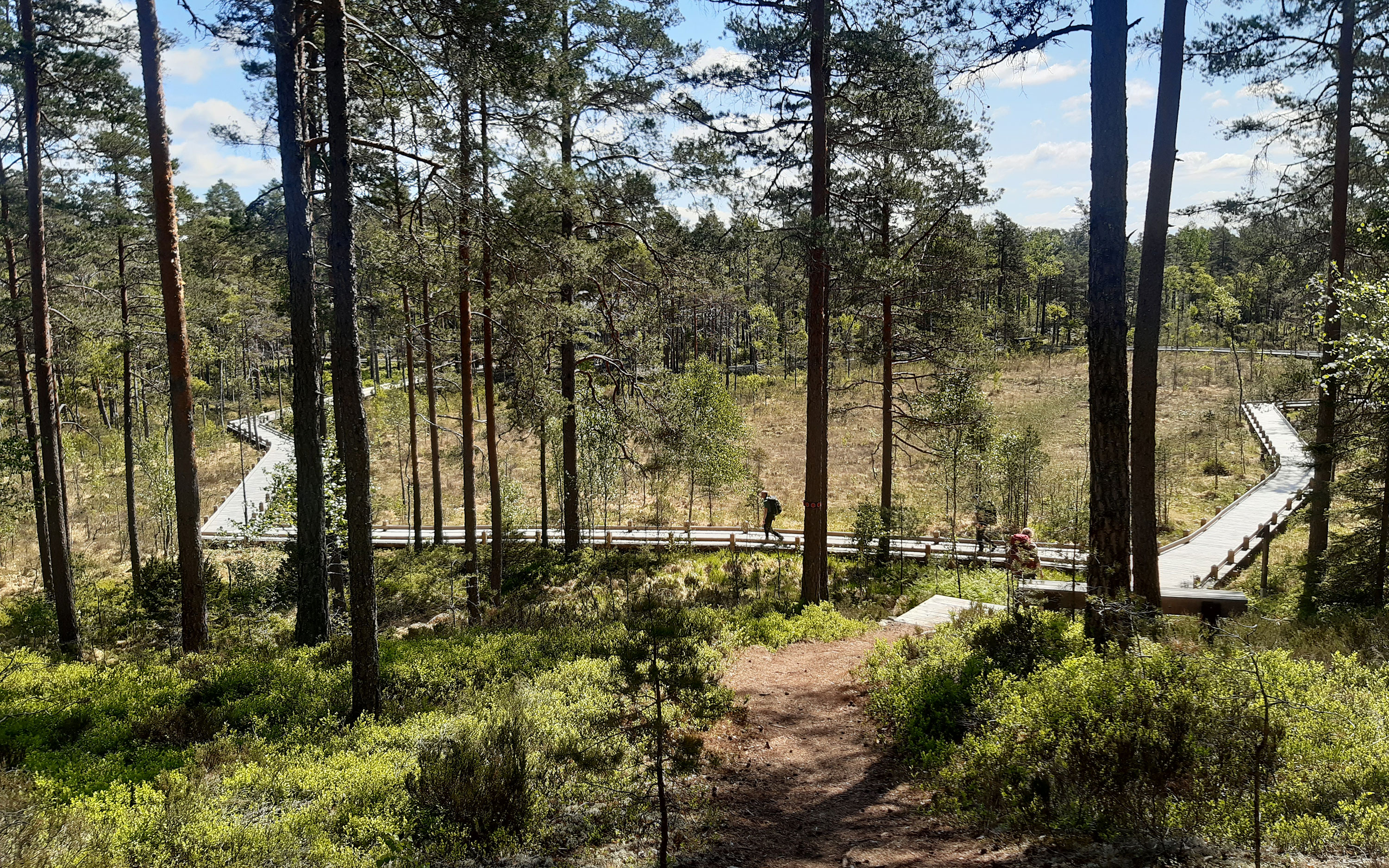 Träspänger i Tresticklans nationalpark. 