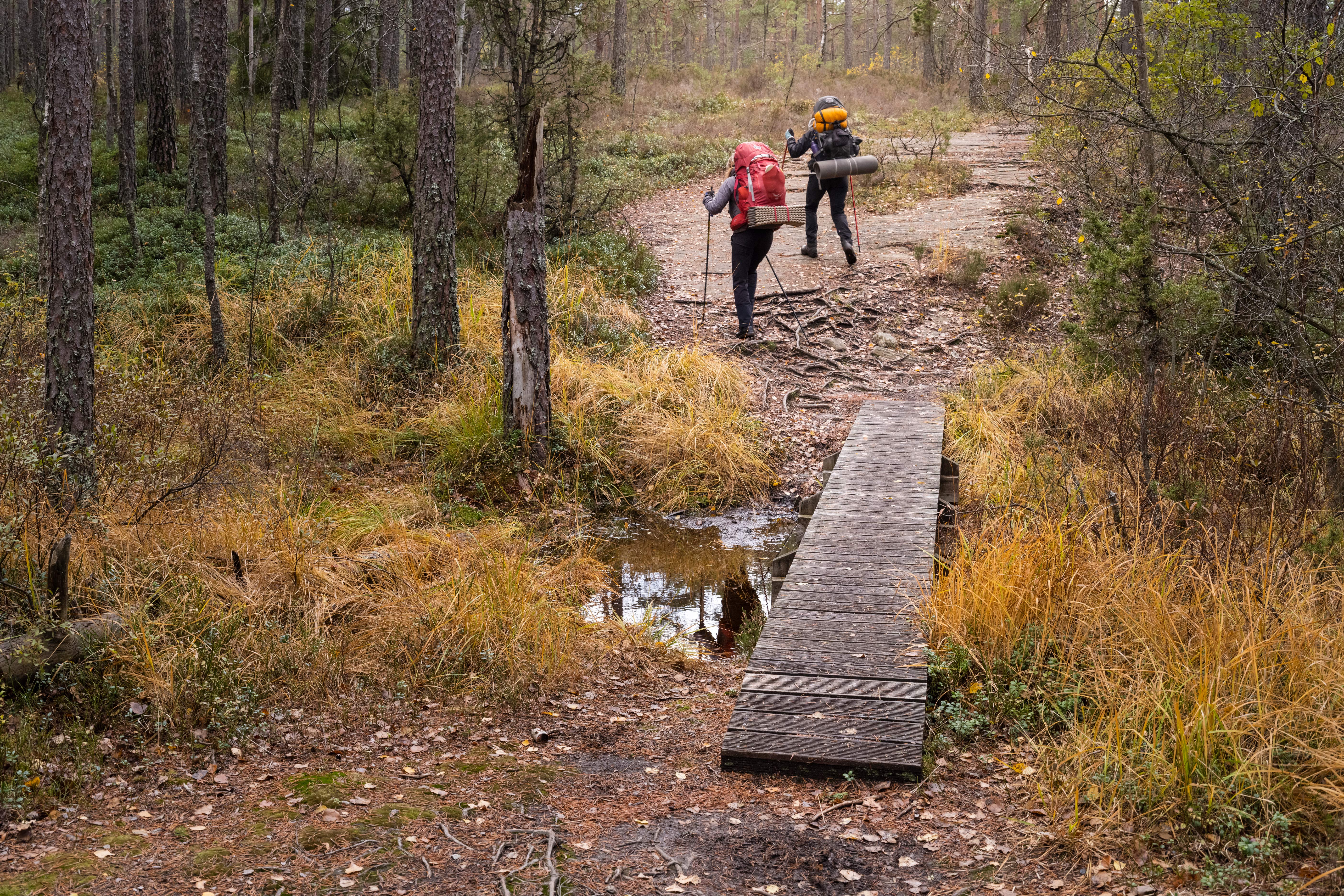 Vandrare i Tresticklans nationalpark