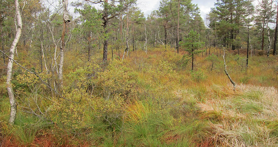 Färgsprakande myr och skog.