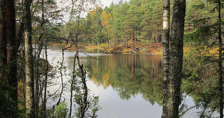 Genom skogen skymtar en spegelblank sjö.