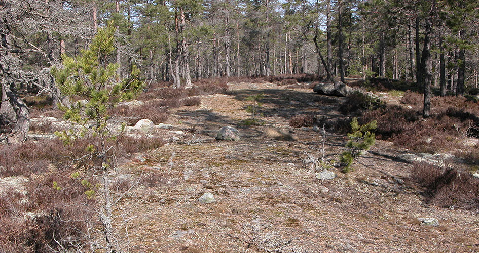 Skog i torka.