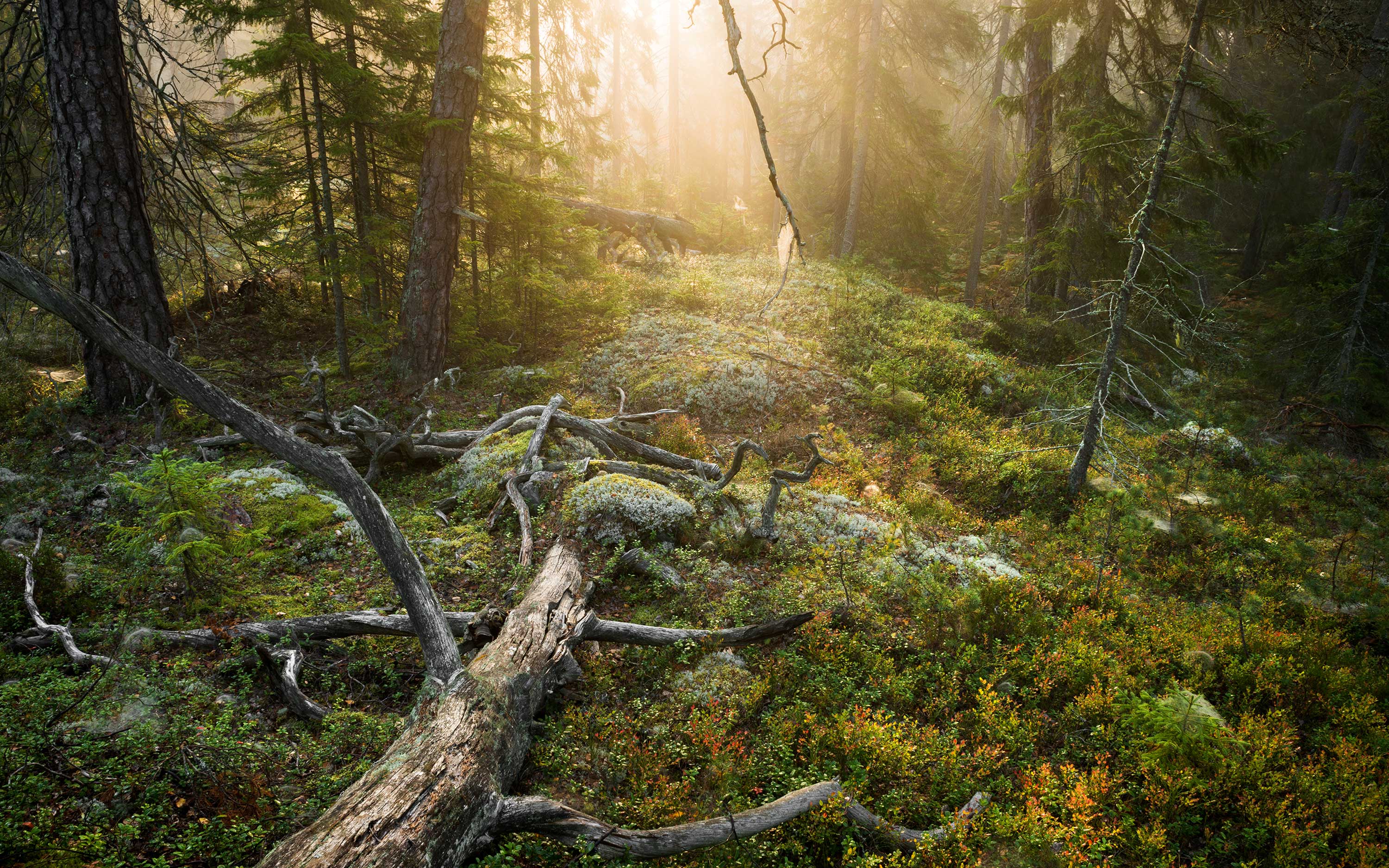 A sunny forest glade in the primeval forest.