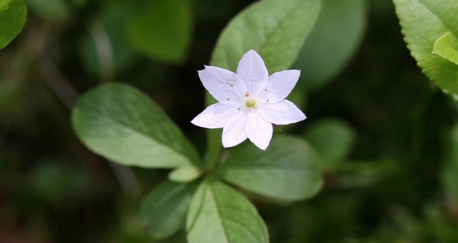 Arctic starflower in dark green moss.