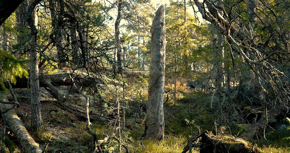 Forest image with stumps and fallen trees in the forest.