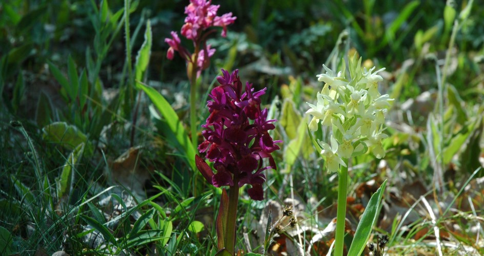 The orchid Adam and Eve in close-up.