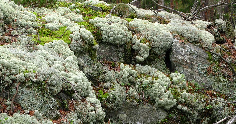 Close up of reindeer moss.