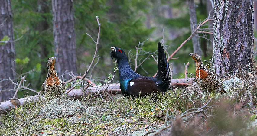 A capercaillie that stretches out in front of two capercaillie hens.